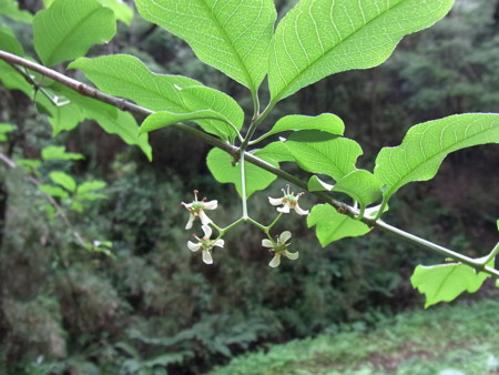 f:id:akategani:20100530112224j:image