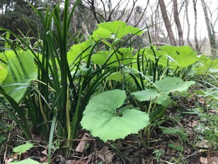 春の森