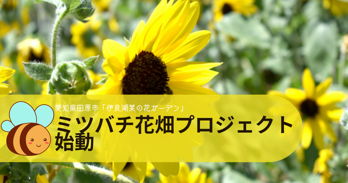 愛知県田原市 伊良湖菜の花ガーデン ミツバチとひまわりで地域産業創出 ミツバチ花畑プロジェクト 始動 コーヒーとはちみつと私