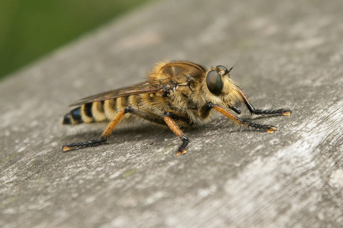 ハチでも無く蚊でもないアブってなんなの 自然とゆるってく村人