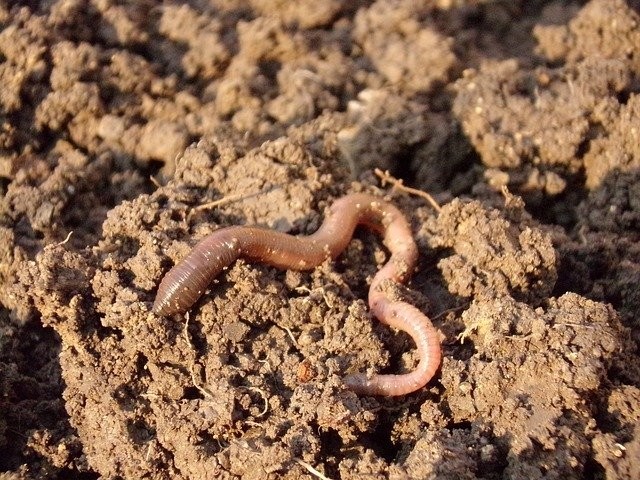 ミミズって実際どんな生き物なのか 自然とゆるってく村人