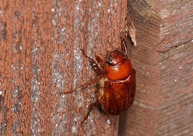 よく見かけるコガネムシたち 自然とゆるってく村人