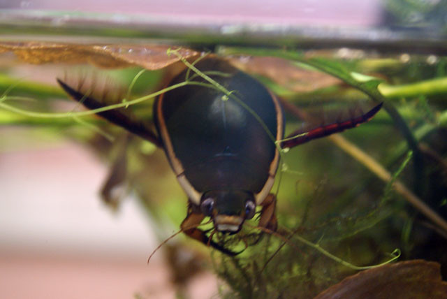 有名な水生昆虫 ゲンゴロウ 自然とゆるってく村人