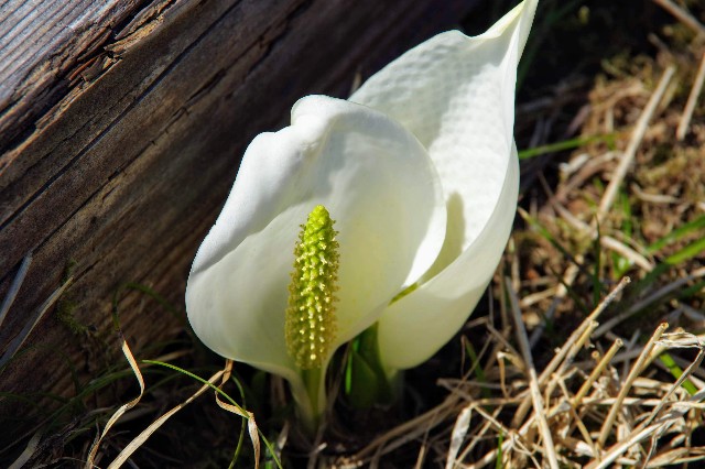 f:id:akatsukayama:20191119174533j:image