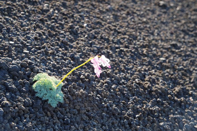 f:id:akatsukayama:20200122094244j:image