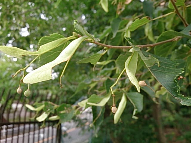 ヘラノキ - 東山植物園 旬の花