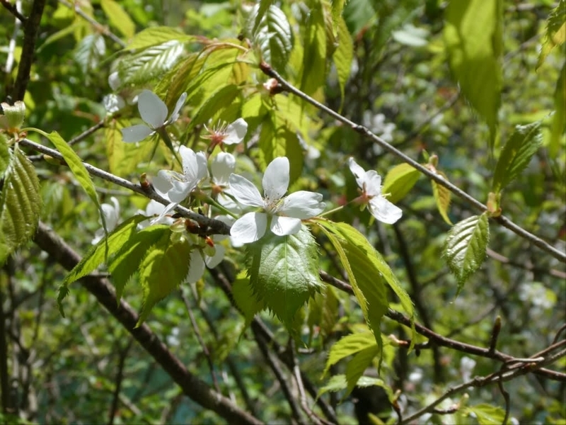 鈴鹿スカイラインを野洲川ダムまで - 東山植物園 旬の花