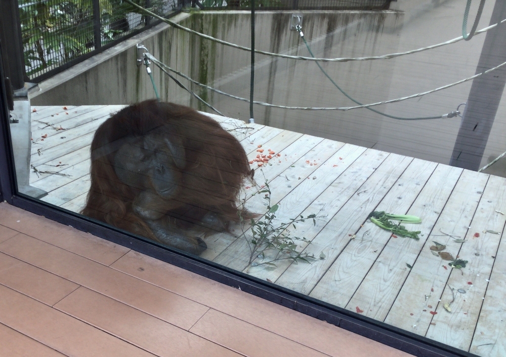 f:id:akausii:20181017010031j:plain f:id:akausii:20181017010031j:plain