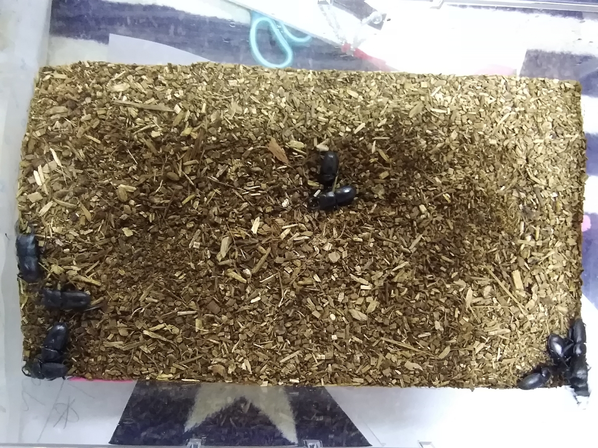 f:id:akayak38:20190818180505j:plain