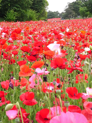 f:id:akazaru09:20100524014124j:image f:id:akazaru09:20100524014124j:image