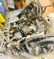 [犬][猫]がんななまこまる・おもしろ犬・おもしろ猫