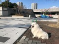 [犬]おもしろ犬🐶.まる犬