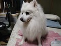 [犬]おもしろ犬　日本スピッツ