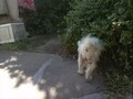 [犬]おもしろ犬　日本スピッツ