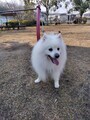 [犬]おもしろ犬　日本スピッツ