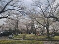 [桜][春]桜🌸さくら