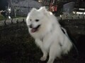 [犬]おもしろ犬🐶