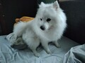 [犬]おもしろ犬🐶