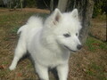 [犬]おもしろ犬　日本スピッツ
