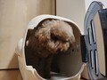[犬]おもしろ犬🐶