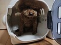 [犬]おもしろ犬🐶
