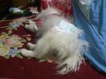 [犬]おもしろ犬　日本スピッツ