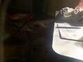 [犬]おもしろ犬🐶