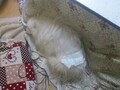 [犬]おもしろ犬　日本スピッツ