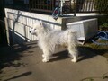 [犬]おもしろ犬　日本スピッツ