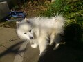 [犬]おもしろ犬　日本スピッツ