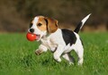 [犬]おもしろ犬🐶