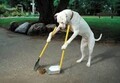 [犬]おもしろ犬🐶