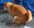 [犬]おもしろ犬🐶
