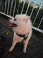 [犬]おもしろ犬🐶