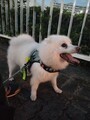 [犬]おもしろ犬🐶