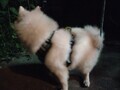 [犬]おもしろ犬🐶