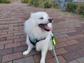 [犬]おもしろ犬🐶