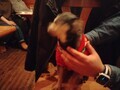 [犬]おもしろ犬🐶