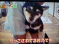 [犬]おもしろ犬🐶