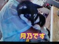 [犬]おもしろ犬🐶