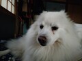 [犬]おもしろ犬🐶