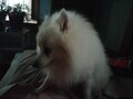 [犬]おもしろ犬🐶