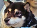 [犬]おもしろ犬🐶