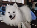 [犬]おもしろ犬🐶