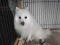 [犬]おもしろ犬🐶