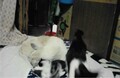 [犬][猫]おもしろ猫の犬