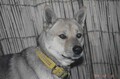 [犬]おもしろ犬　柴犬