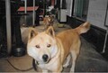 [犬]おもしろ犬　柴犬