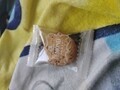 [クッキー]クッキー🍪