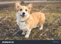 [犬]welsh corgi